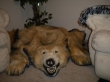 Authentic Polar Bear Rug